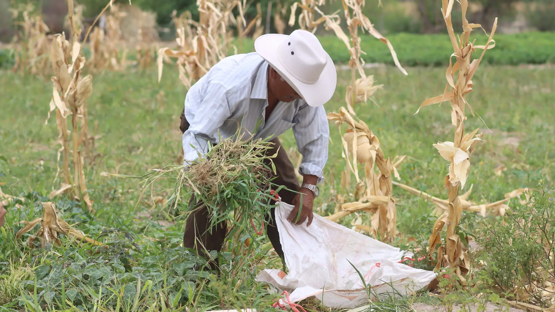 240620_AGRICULTURA PENAMILLER_MM_9